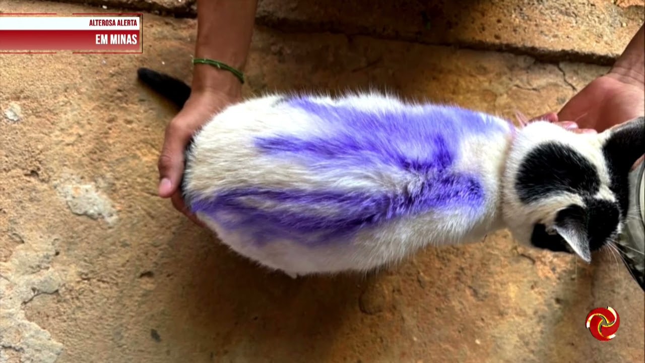 Jovem é indicido por maus-tratos contra gata