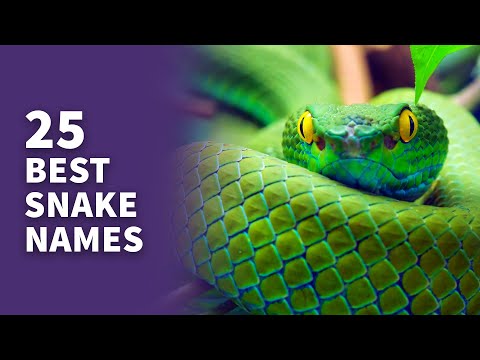 25 BEST Snake Names (Awesome Serpent Ideas!)