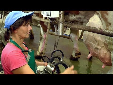 Agro - Družstvo  TREBATICE  -  Dojenie kráv.