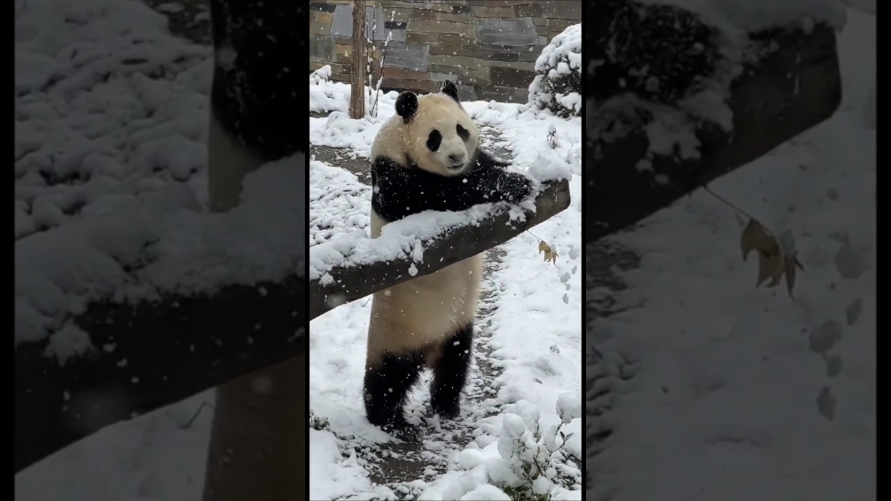 눈이오니까 기분 좋은 푸바오 설탕푸바오