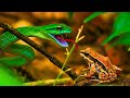 The Most Unbelievable Wonders of The Atlantic Forest | Documentary DEFAULT Thumbnail
