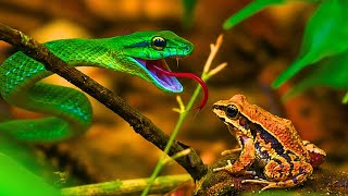 The Most Unbelievable Wonders of The Atlantic Forest | Documentary MQDEFAULT Thumbnail