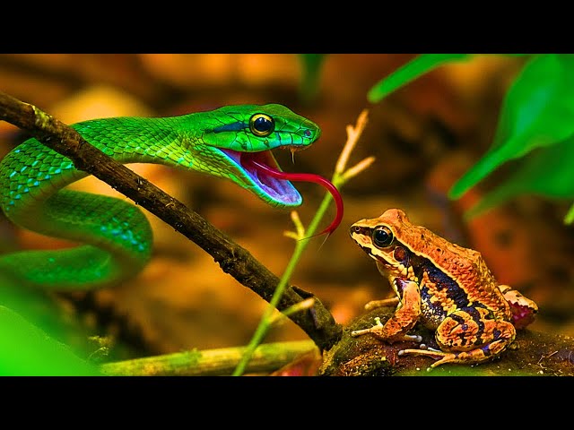 The Most Unbelievable Wonders of The Atlantic Forest | Documentary SDDEFAULT Thumbnail