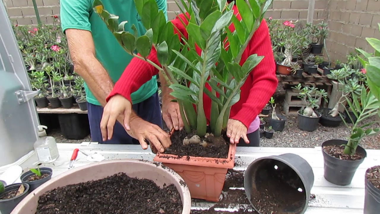 Zamioculcas - Substrato, transplante e cuidados