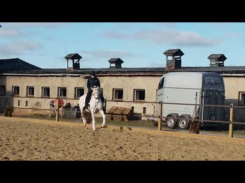 ***8 jährige Reitpony Stute L Dressur ***