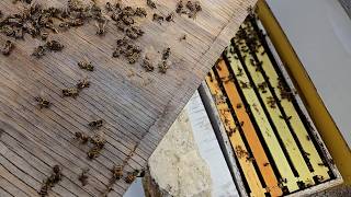 4 Hive Splits Later… Success or Mistake?