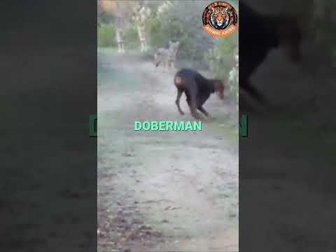 This Is Why the Doberman Is Feared Even by Wolves! 🐺🔥