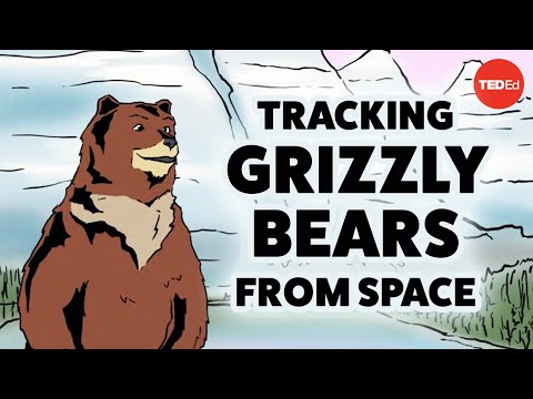 【TED-Ed】Tracking grizzly bears from space - David Laskin