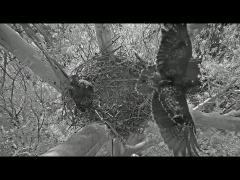 Presidio Red Tailed Hawk Cam ~ H1 Fledges and Returns To The Nest 5.29.18