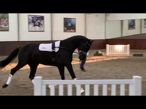 Franzé by Franklin/Sezuan - pre-selection for Danish Warmblood