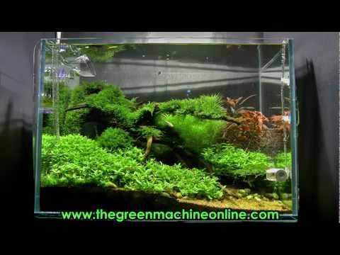 Riverbank Aquascape @ The Green Machine by James Findley
