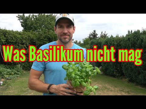 , title : 'Was Basilikum nicht mag - Diese Pflegefehler lassen Basilikum eingehen'