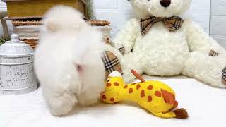 ポメラニアンの動画01
