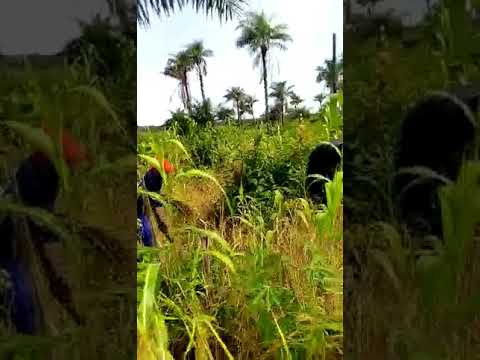 Help Farmers for Rice Processing Machine