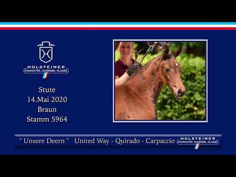 Holsteiner Elite-Fohlenauktion | Nr. 50 v. United Way - Quirado