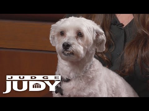 Dog Backed out of Collar and Attacked!