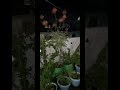 Suhani Chandani Ratai Hame Sone Nahi Deti Shortvideo