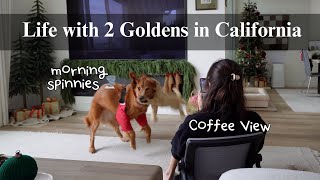 Life with 2 Goldens | Days of a Stay at Home Dog Mom, year 2025, Plant Care Day 🌿