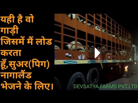 Yorkshire pigs white healthy piglet pig farm, 16 kg