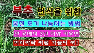 [텃밭농부 1,807]  부추의 번식 방법 중 봄철 뿌리 나눔 소개. #부추재배