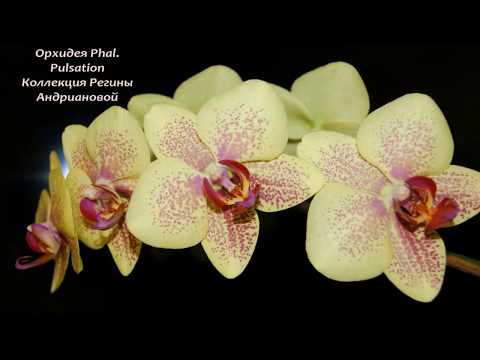 2.Мои ПРЕКРАСНЫЕ ОРХИДЕИ