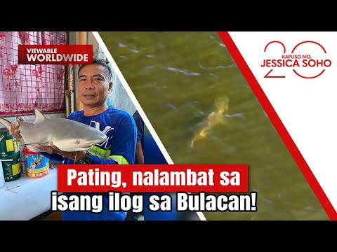 Pating, nalambat sa isang ilog sa Bulacan! | Kapuso Mo, Jessica Soho