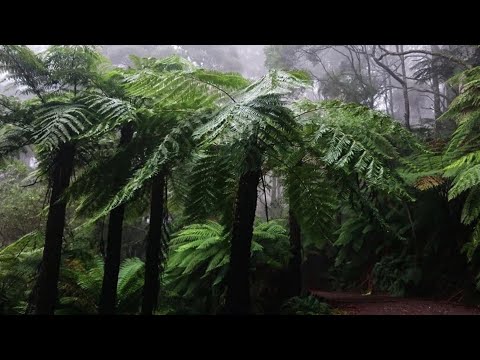 Jonsi & Alex Somers-Stokkseyri (Riceboy Sleeps Live  Tour At Sydney Opera House 2019)