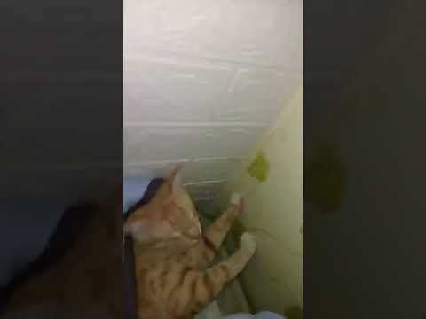 haha so random #cat #cash #cute #abracadabra