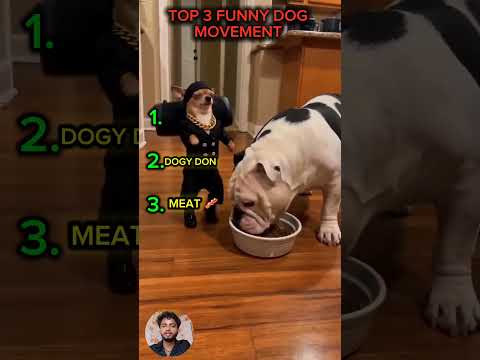 Ranking the Top 3 Funniest Animal Videos 😂 | #1 Is Hilarious