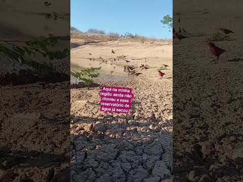 marcolândia Piauí ,e uma das cidades mais  do nordeste chove menos#aves