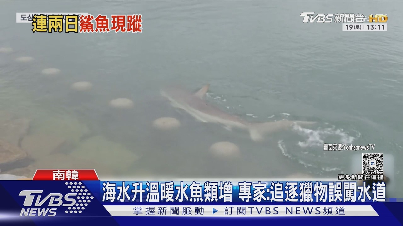 釜山親水公園驚見「4公尺巨鯊」!悠游市民步道旁 海警緊急出動