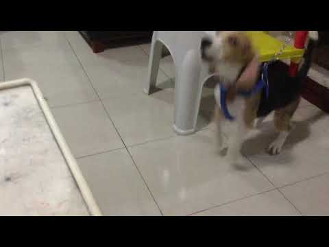 Doughie Beagle wants my smoothie!