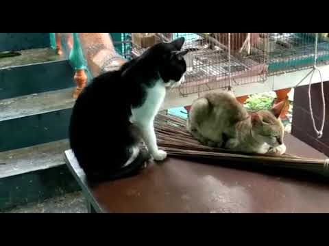 Pleading by Cat Krish 🤓😇 // Cats and kittens happy home...