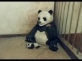 Sneezing Baby Panda CLAYMATION