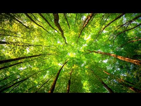 Javi Reina Ft. Tima Dee - D.Franklin Desires (CCH Remix)