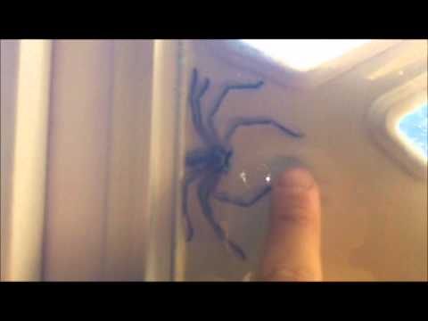 THE ARIZONA NINJA SPIDER