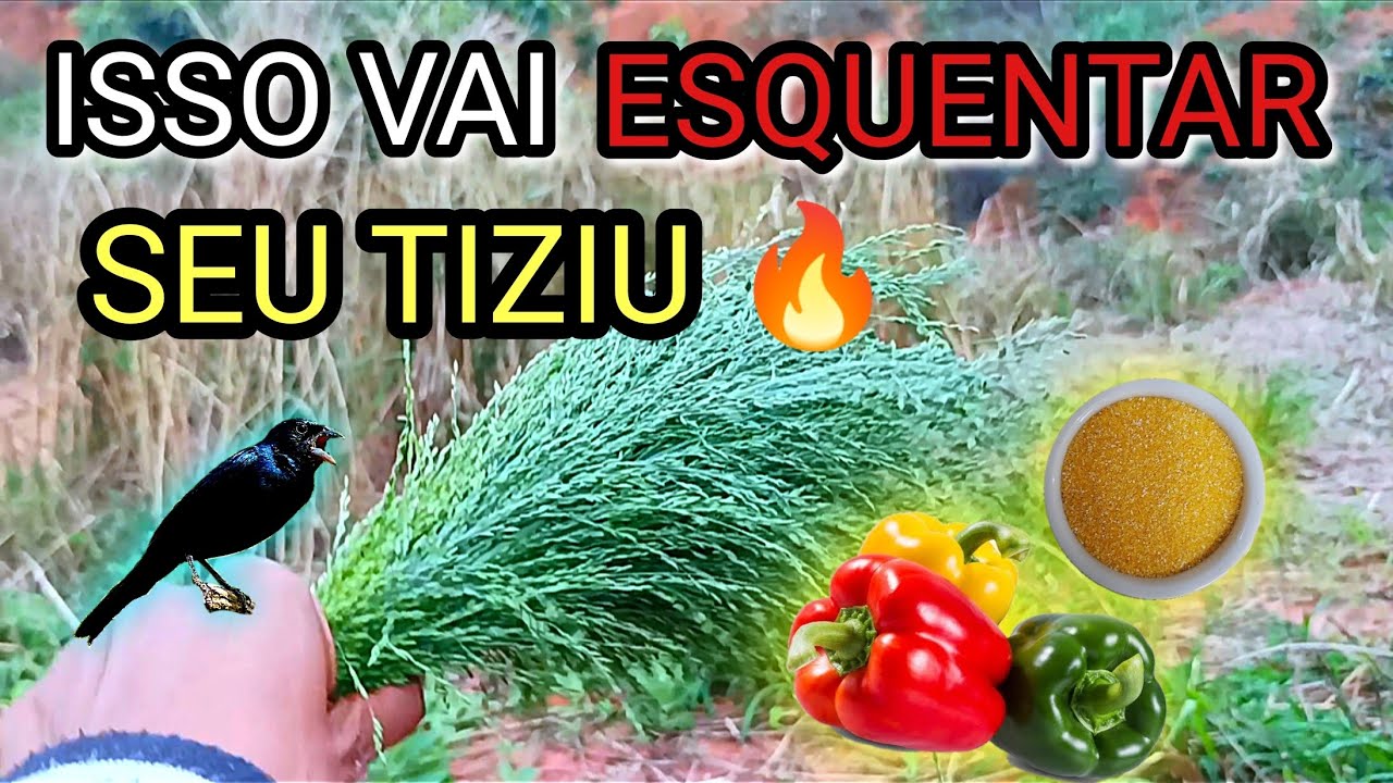 COMO FOGUEAR SEU TIZIU | COMO ESQUENTAR SEU TIZIU FRIO | APRONTANDO TIZIU FRIO | TIZIU CANTANDO
