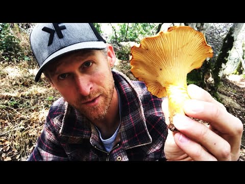 How to Forage Mushrooms Without Dying: CHANTERELLES