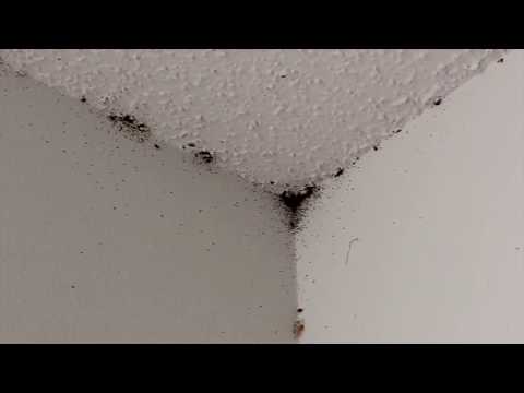 3rd YouTube video about are bed bugs termites