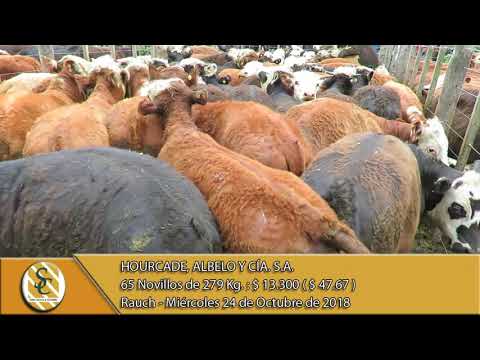 24-10-18 Venta de Machos - Hourcade, Albelo y Cía. S.A. - Rauch