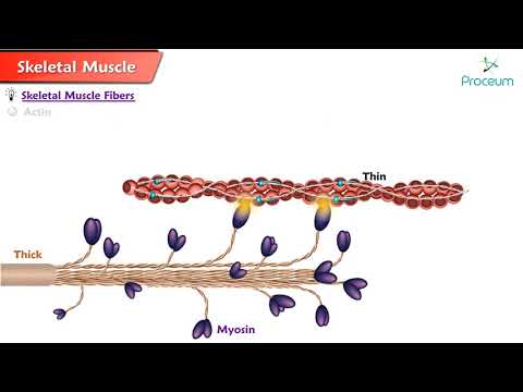 Structure of Skeletal Muscle (Animated Video)