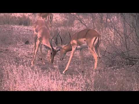 Fighting Impala Rams on the S100 in Krueger National Park