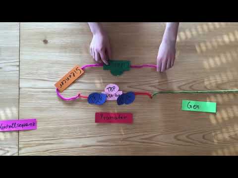 eukaryotische Genregulation