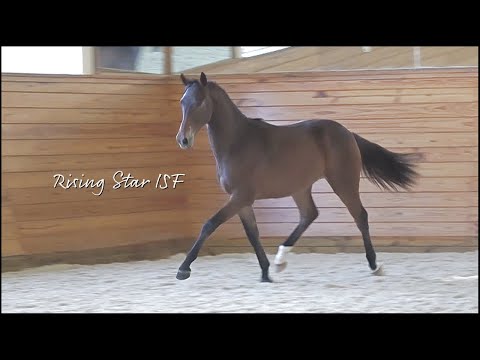 SOLD! Rising Star ISF -  2021 Dutch Warmblood gelding (Sir Sinclair  x Sorento x Florestan I)
