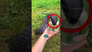 Não Chegue Perto! ☠️ #curiosidades