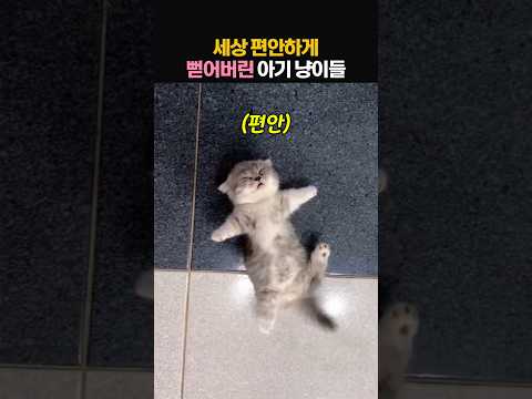 세상 편안하게 잠든 아기 고양이들