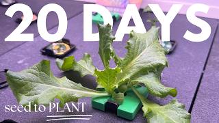 From Seeds to Thriving Plants: 20 Days of Growth in My Rise Garden!