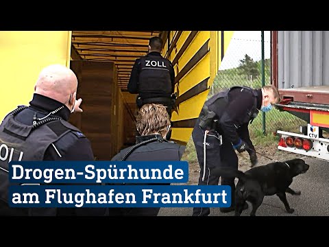 Kontrolle auf der Autobahn: Drogen-Spürhunde im Einsatz! | hessenschau