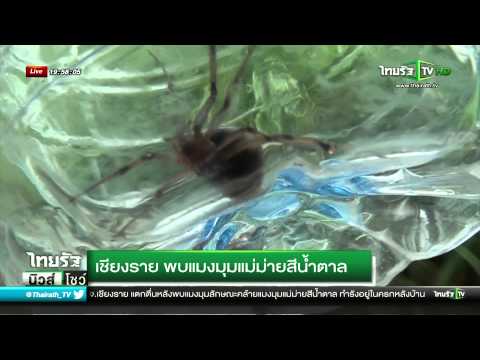 อีร์คุตสกระตุ้นตัวแทน ราคายาโป๊