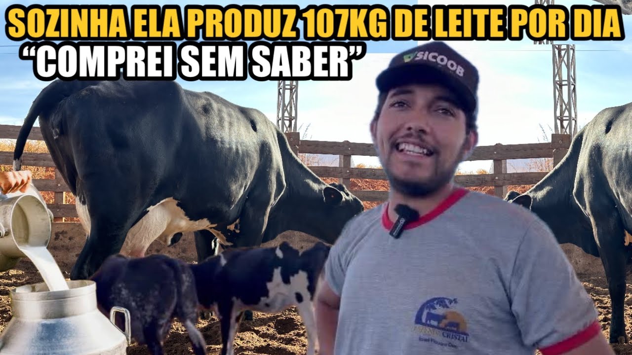 ELE PAGOU 10 MIL NUMA VACA QUE PRODUZ MAIS DE 100 LITROS POR DIA